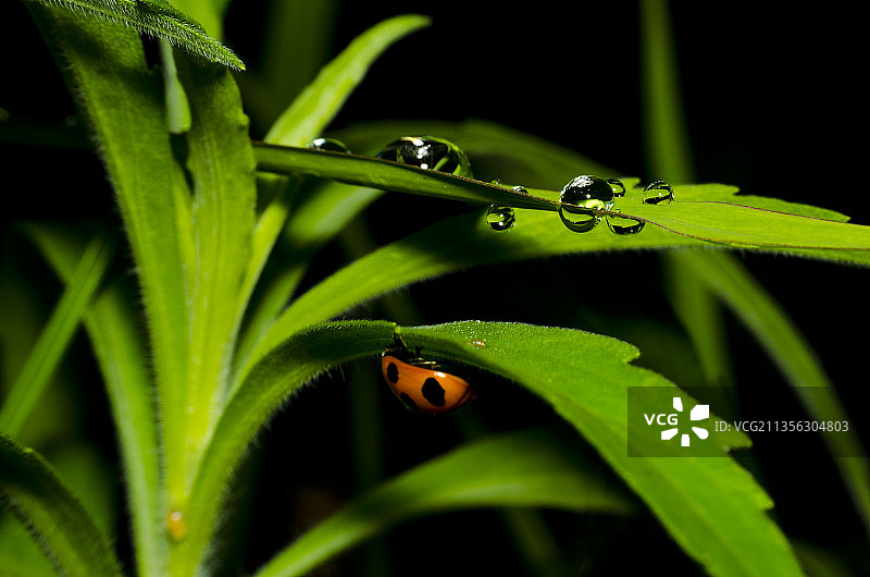 日本熊本，瓢虫在植物上的特写镜头图片素材