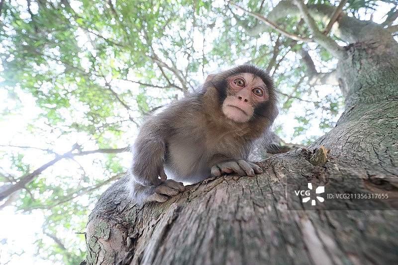 低角度的猕猴坐在树上图片素材