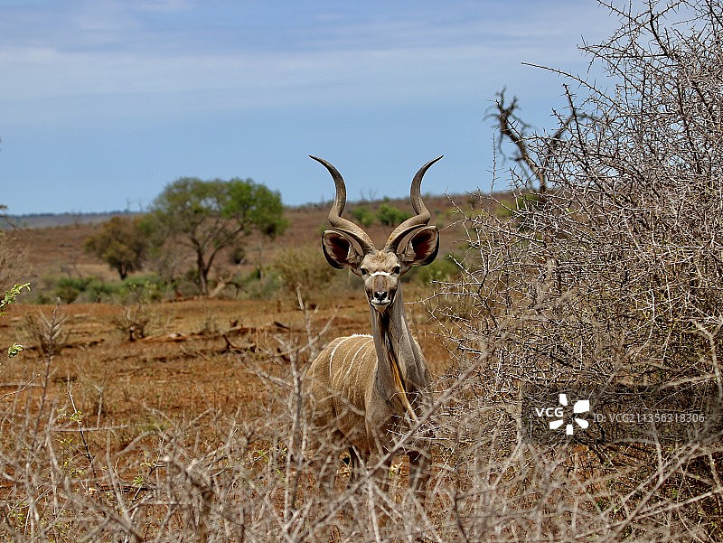 南非，鹿站在田野上的肖像图片素材