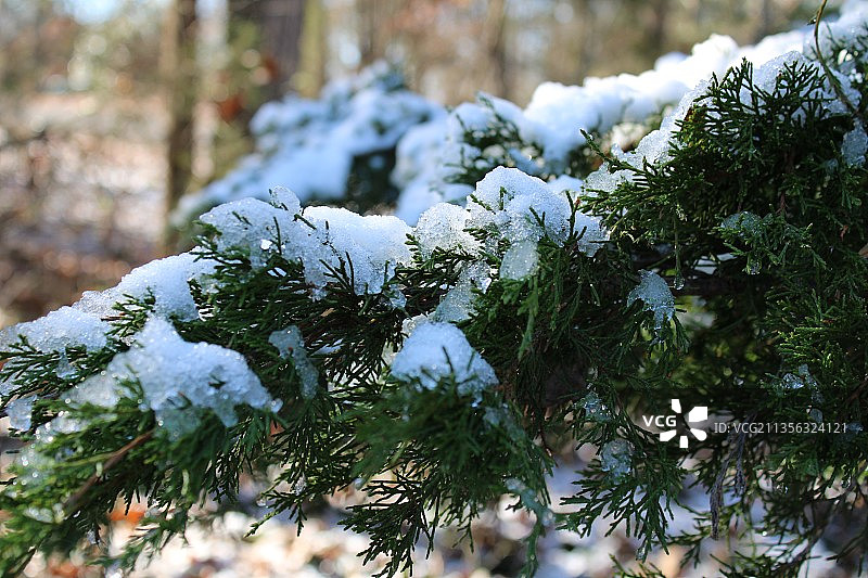 美国阿肯色州切罗基村被雪覆盖的松树的特写图片素材