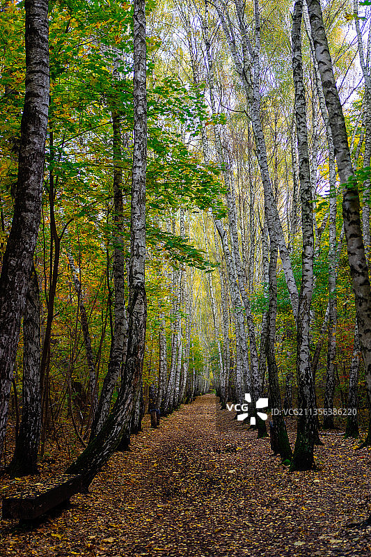波兰华沙，秋天森林中的树木图片素材