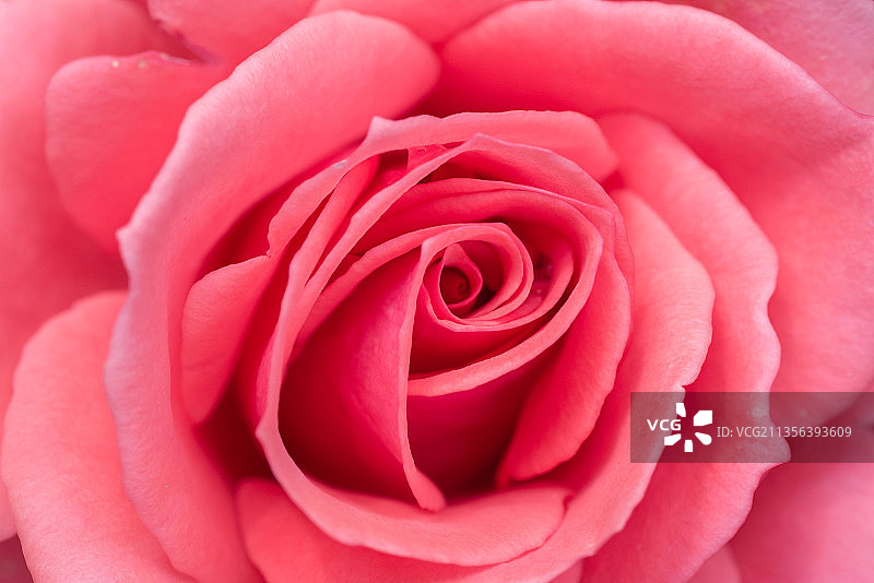 粉红玫瑰的特写图片素材