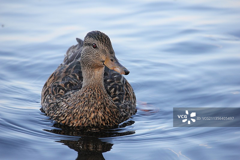 加拿大安大略省马斯科卡湖，野鸭在湖中游泳的特写镜头图片素材