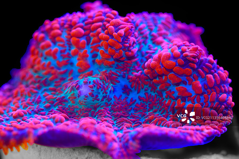 海中红珊瑚的特写镜头图片素材