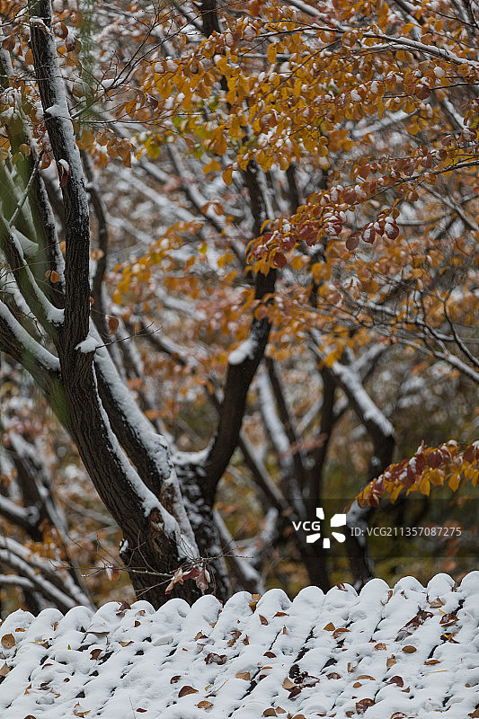 深秋彩叶飘扬在雪后颐和园古建筑群图片素材