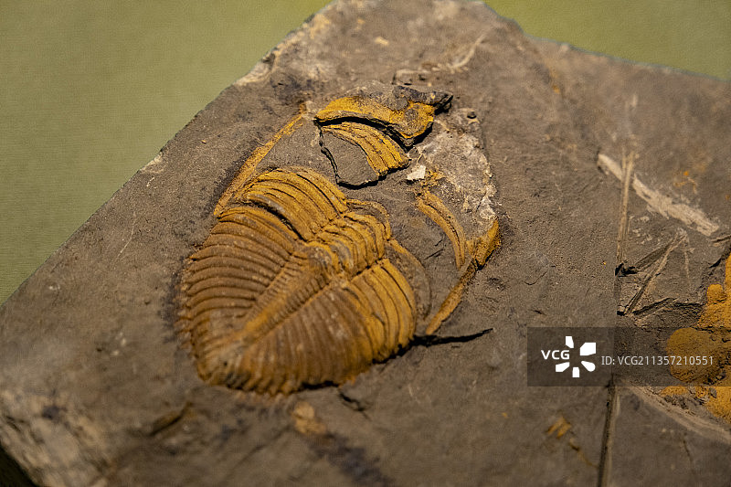 古生物化石图片素材
