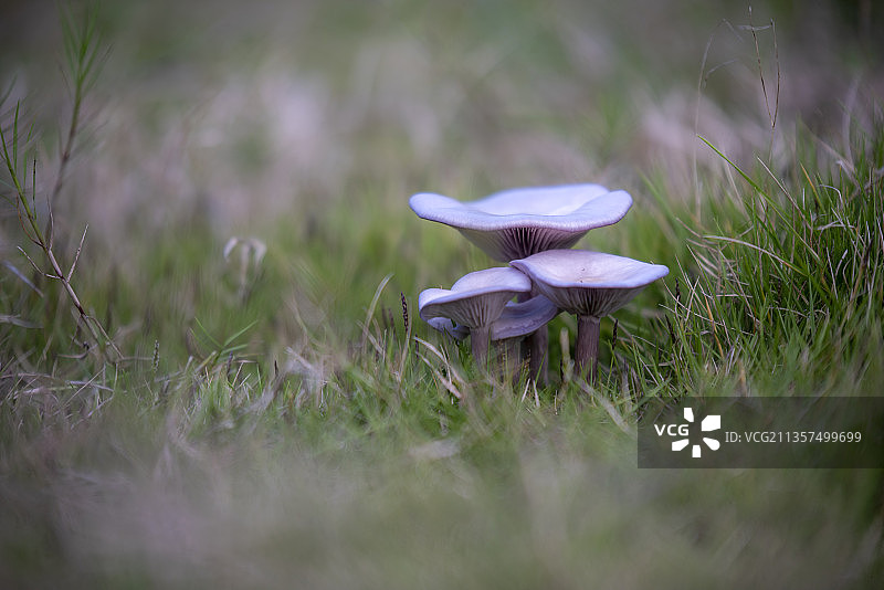 蘑菇野花图片素材