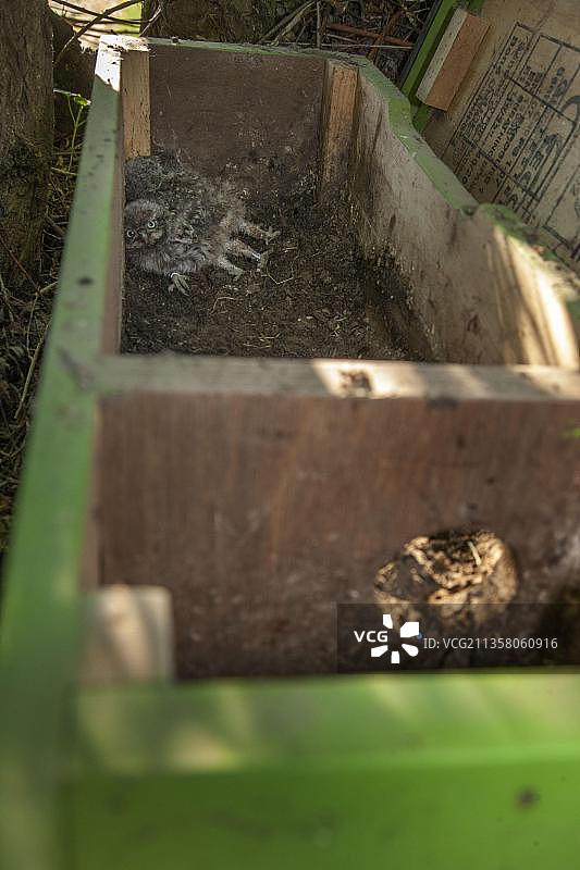 小猫头鹰，小鸡，筑巢盒(雅典娜夜猫子)图片素材