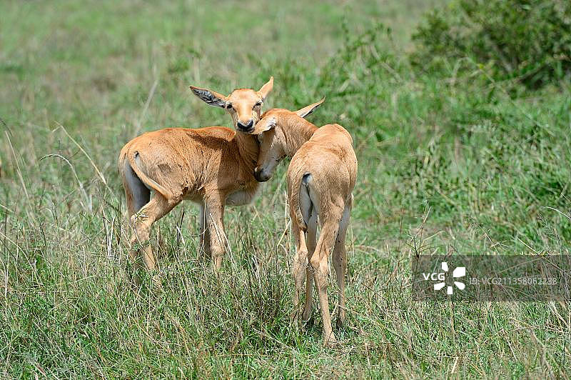 Topi犊牛问候(Damaliscus korrigum)，马赛马拉国家保护区，肯尼亚，非洲图片素材