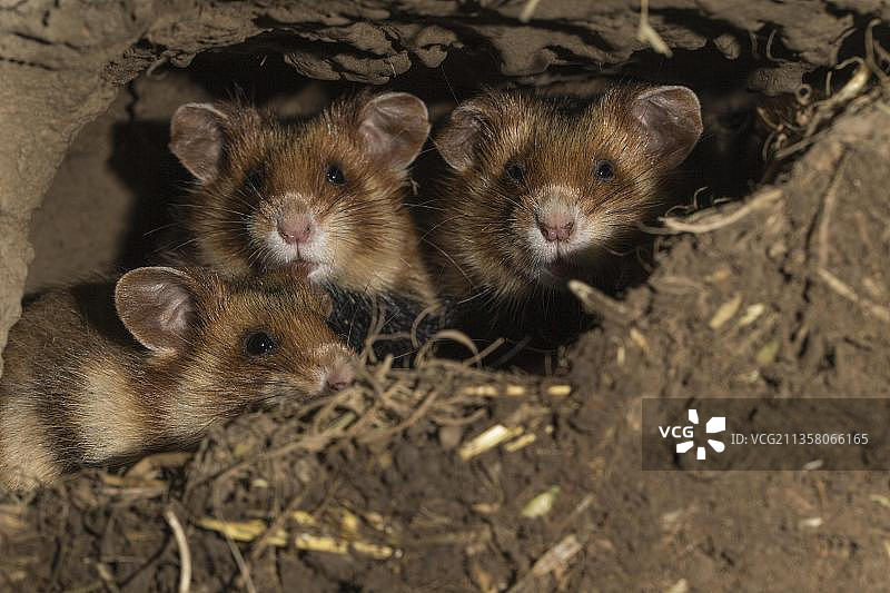 欧洲仓鼠(Cricetus Cricetus)，幼崽，在它们的洞里，欧洲图片素材