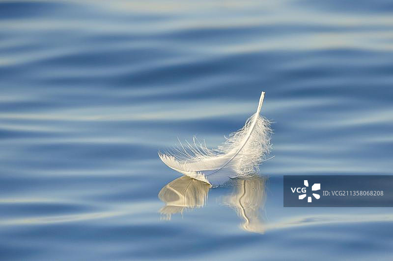 一个漂浮在蓝水上的天鹅羽毛的特写，图尔高，瑞士，欧洲图片素材