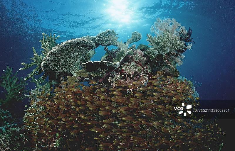 纤细的(Parapriacanthus ransonneti)珊瑚清扫者，科莫多国家公园，印度尼西亚，玻璃鱼，亚洲图片素材