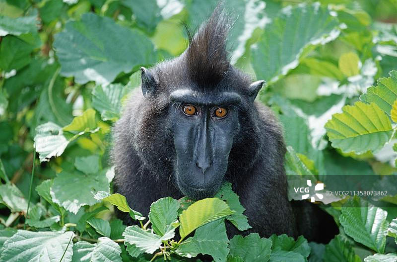 苏拉威西凤头黑猕猴(黑猕猴)图片素材