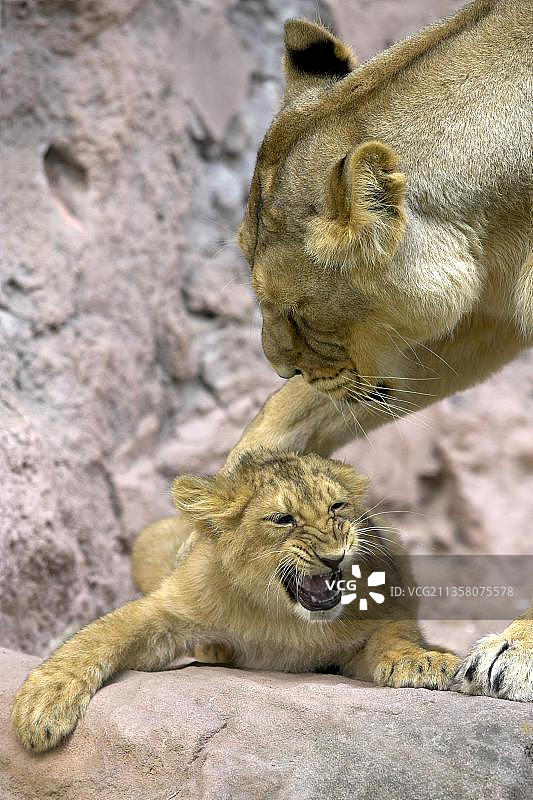 印度狮(Panthera leo persica)，雌性和幼狮，亚洲狮，印度狮图片素材