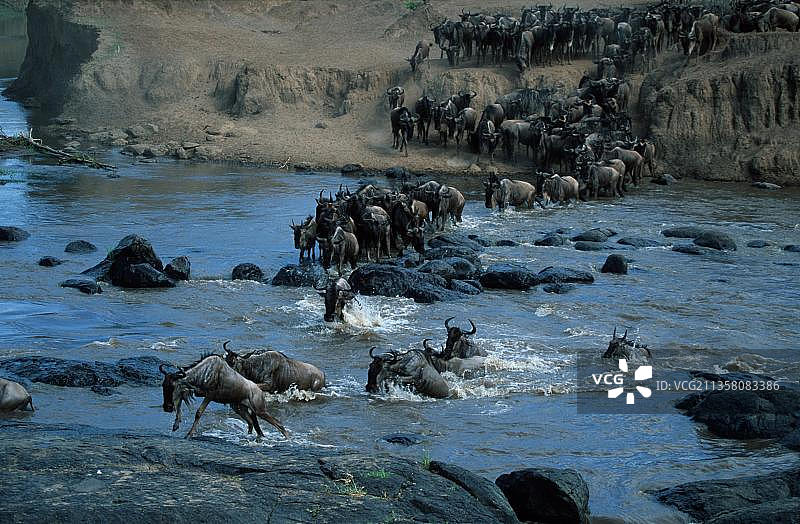穿过马拉河的牛羚，塞伦盖蒂国家公园，坦桑尼亚(connnochaetes taurinus)，穿过马拉河的牛羚，塞伦盖蒂国家公园，迁徙，迁徙，坦桑尼亚，非洲图片素材
