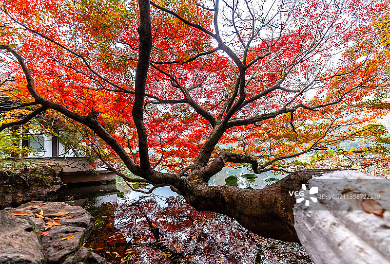 杭州西湖曲院风荷公园枫树图片素材