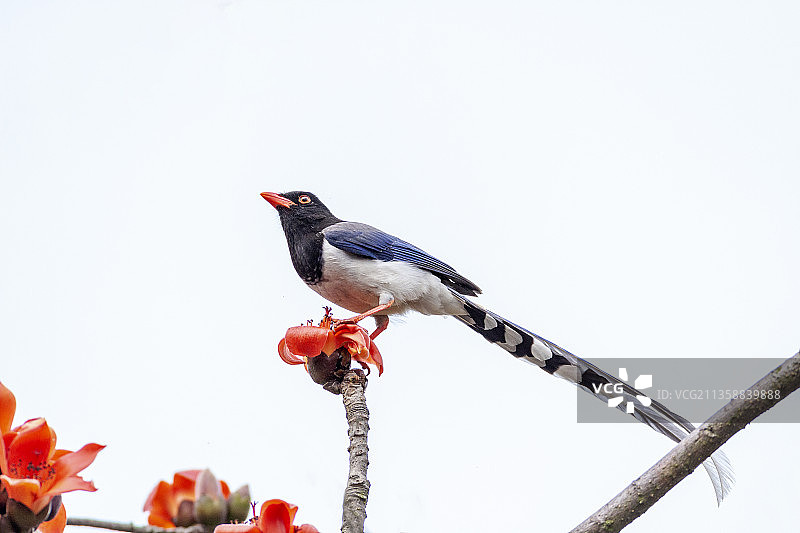 一只红嘴蓝鹊鸟飞骑在红棉树枝头吮食花蜜图片素材