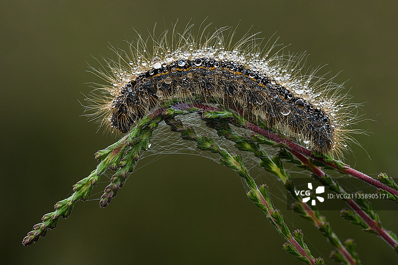 昆虫在植物上的特写镜头，Hulshorster Zand,Hulshorst，荷兰图片素材