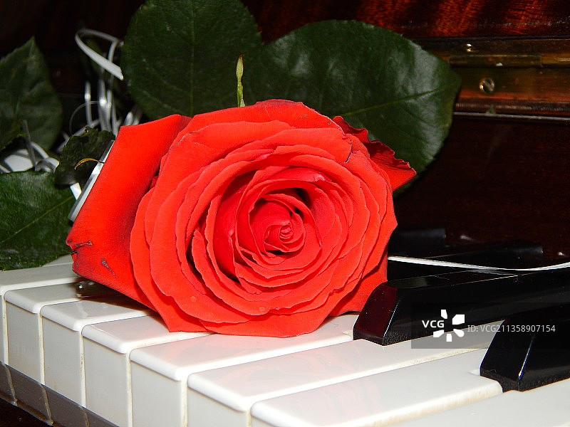 钢琴上的红玫瑰特写图片素材