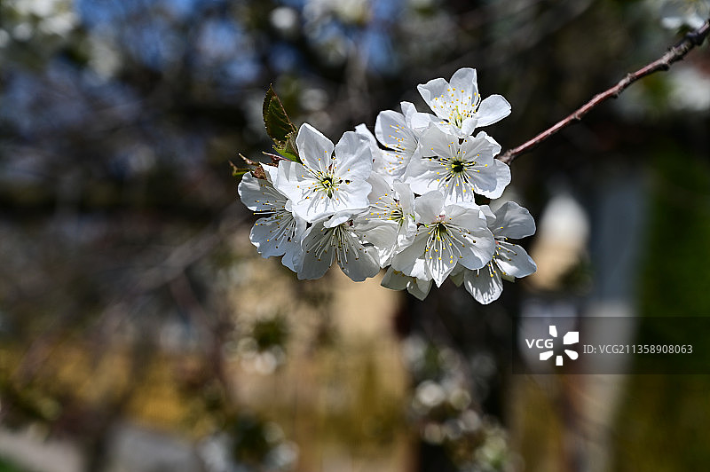 特写的白色樱花树图片素材