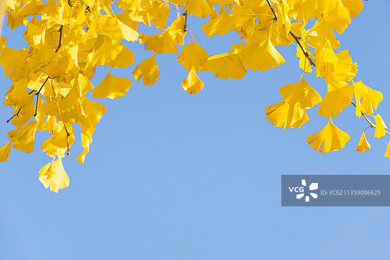 秋季蓝天下金黄的银杏叶图片素材