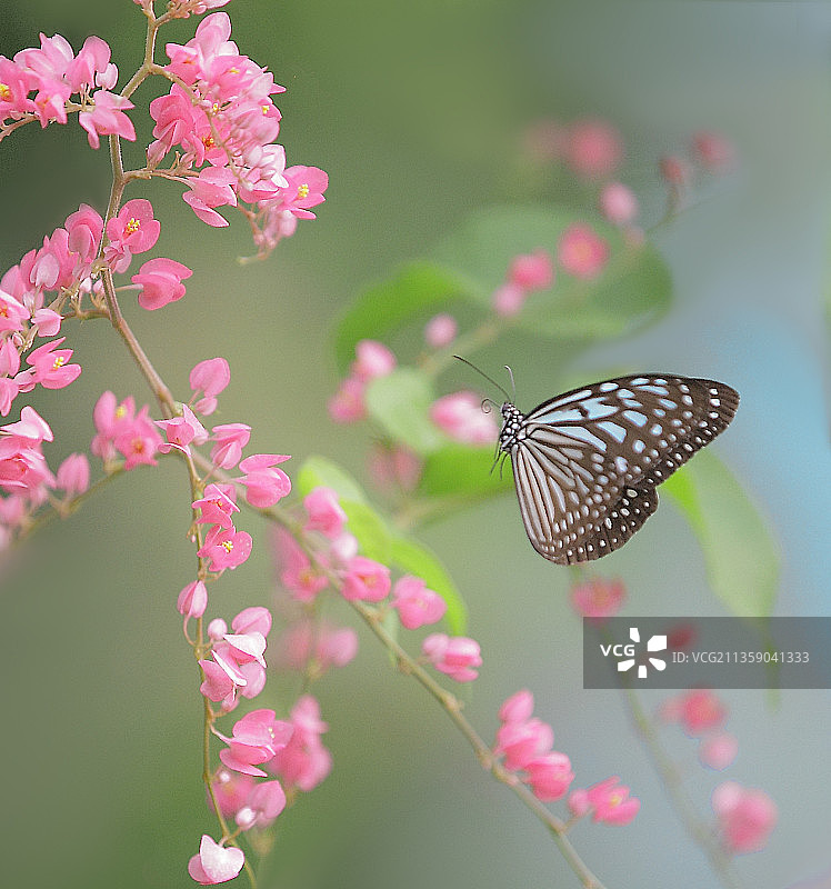 蝴蝶在粉红色花朵上传粉的特写图片素材