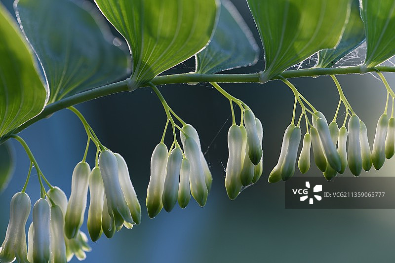白色开花植物的特写镜头，法国图片素材