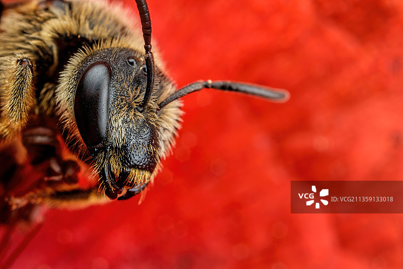 蜜蜂在红花上的特写镜头，意大利的拉丁省图片素材