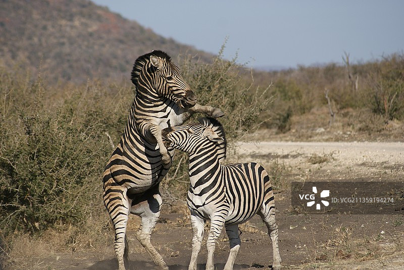两头斑马，南非马迪科野生动物保护区图片素材