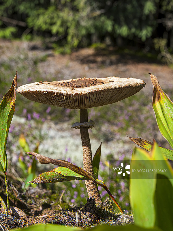 蘑菇在田间生长的特写镜头图片素材