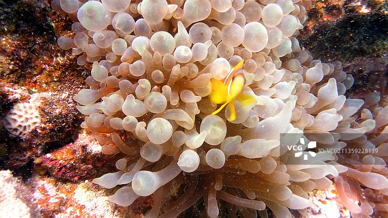 海洋珊瑚的特写镜头图片素材