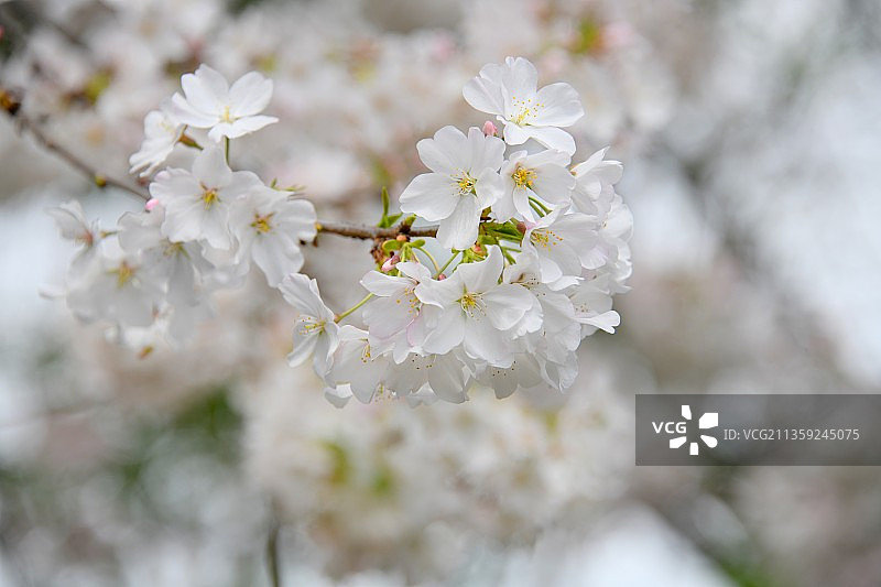 白色樱花在春天的特写镜头图片素材