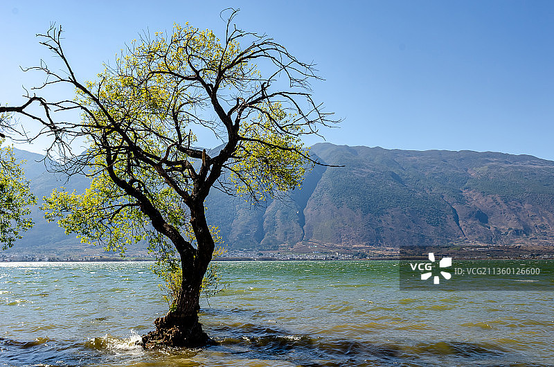 晴朗天气下的中国云南大理洱海里的树和苍山图片素材