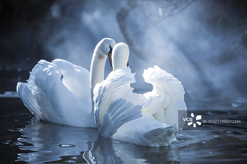 冬季湖中游弋的白天鹅图片素材