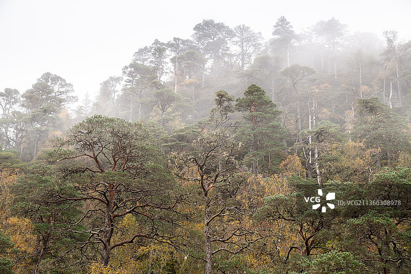 森林中的树木在天空的映衬下，Glen Affric假日公园，英国，英国图片素材