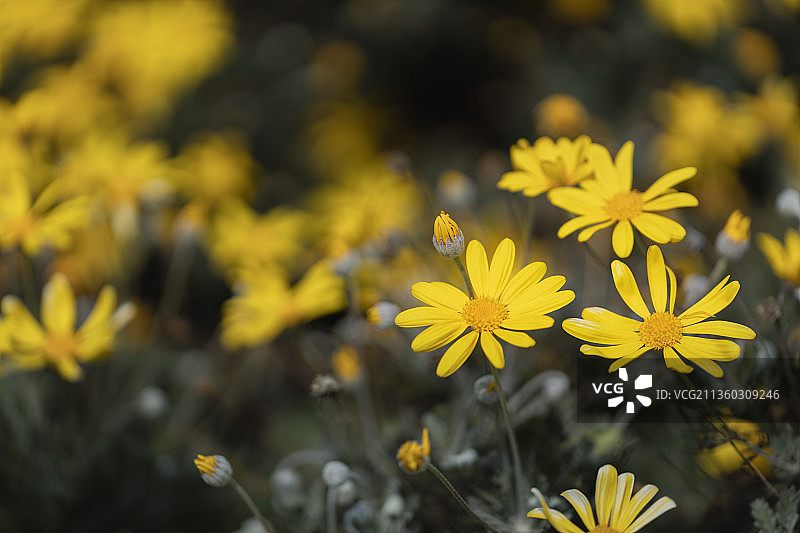 特写的黄色开花植物在田野上图片素材