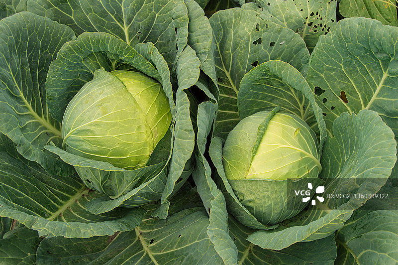 大白菜在田间生长的高角度视图图片素材