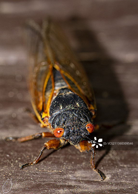 孵IX蝉前视图，昆虫在木材上的特写，北威尔克斯伯勒，美国，美国图片素材