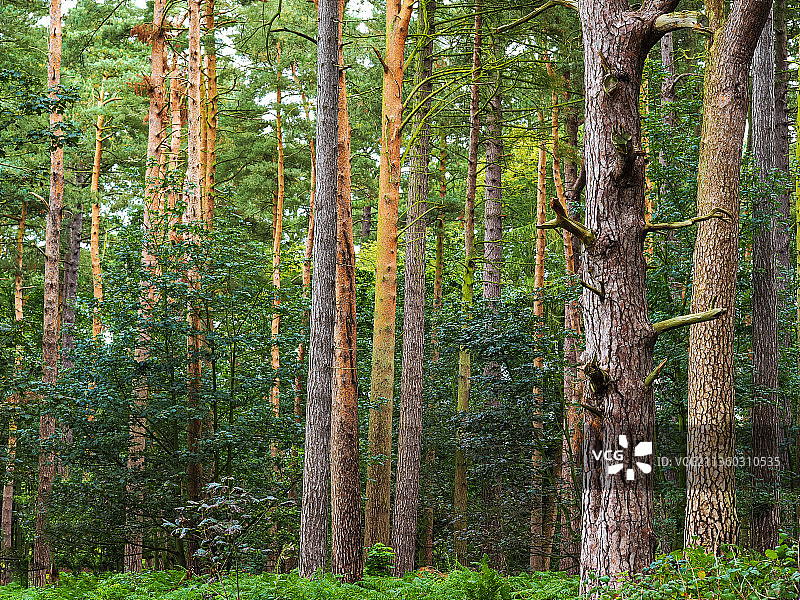 秋天的阳光在一个森林与高大的树干，斯坎普斯顿，马尔顿，英国，英国图片素材