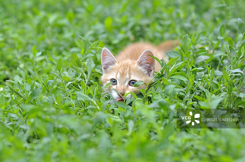 猫躺在草地上图片素材