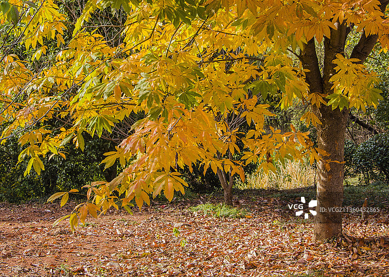 秋天公园里的七叶树图片素材