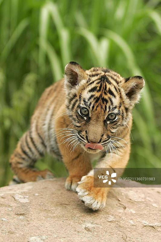 苏门答腊虎(Panthera tigris sumatrae)，幼虎图片素材
