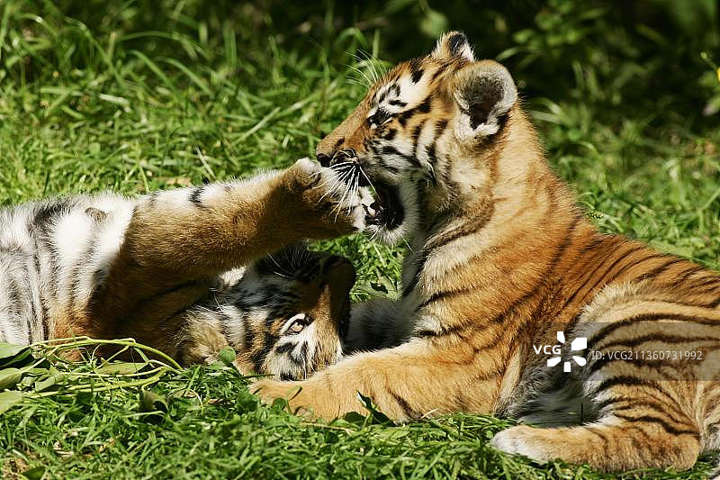 东北虎(Panthera tigris altaica)，幼虎，东北虎，幼虎，幼虎图片素材