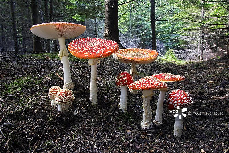毒伞蘑菇，北莱茵-威斯特伐利亚，德国;毒伞蘑菇，欧洲图片素材