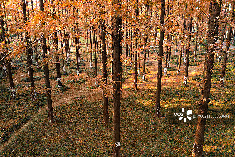 秋天树林森林季节交替树叶黄了水杉林图片素材