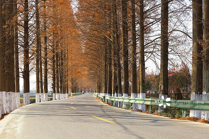 秋天低视角下红杉树下转弯处的道路图片素材