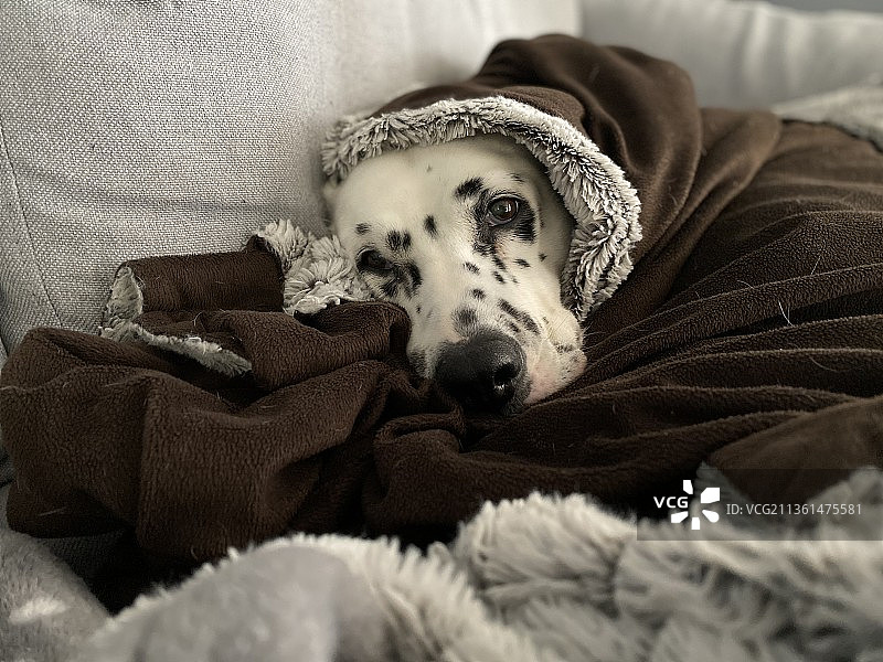生活，斑点狗的肖像放松在床上的家，美国，美国图片素材