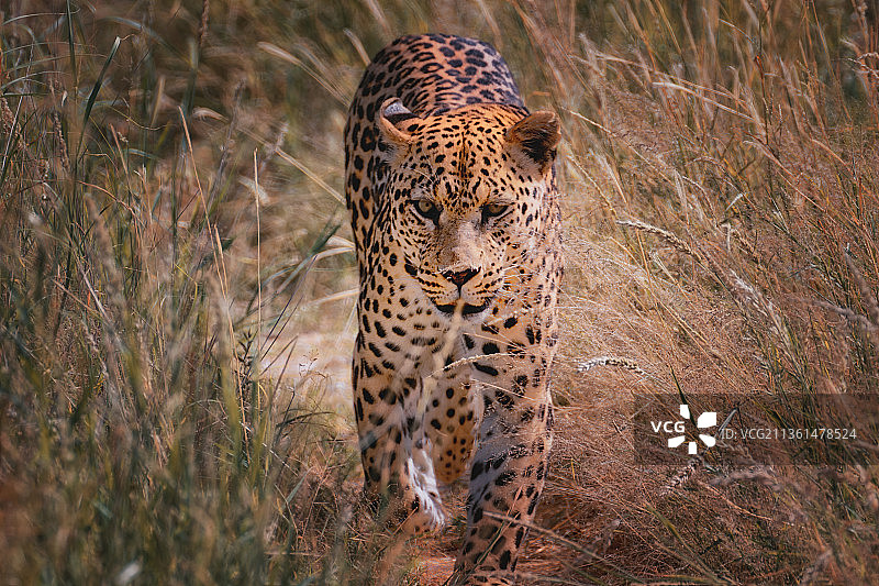 一只强壮的豹子，在去纳米比亚狩猎的路上图片素材