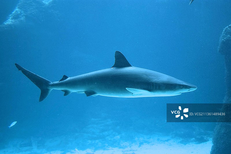 鲨鱼在海里游泳的特写镜头，巴哈马，巴哈马图片素材