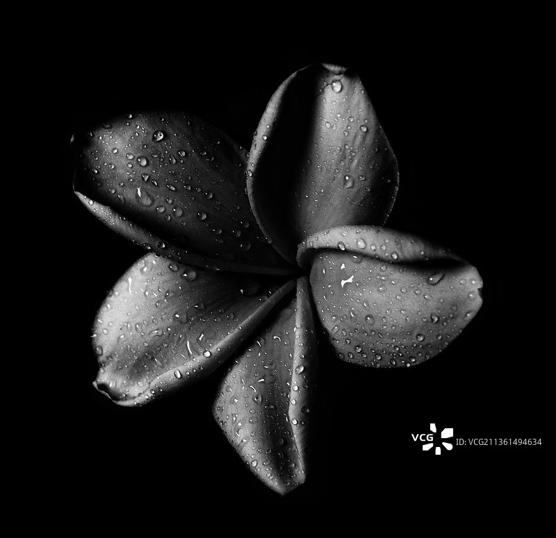 朦胧的花，黑色背景上水滴的特写图片素材